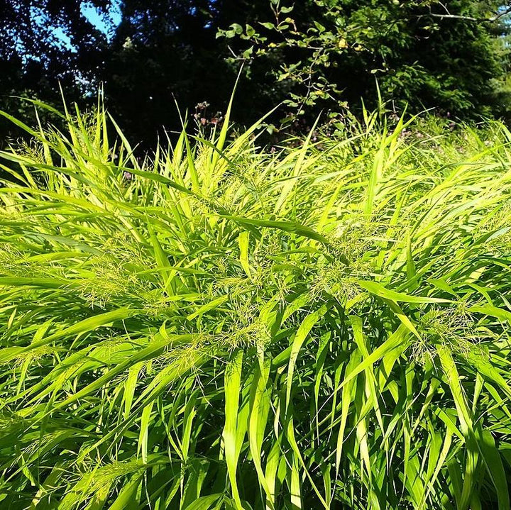 All Gold Japanese Forest Grass, Hakone Grass