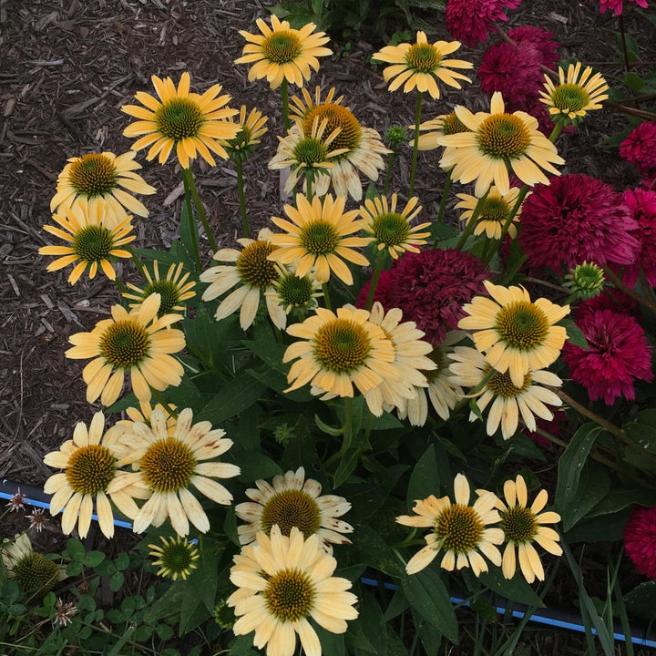 Mellow Yellows Echinacea