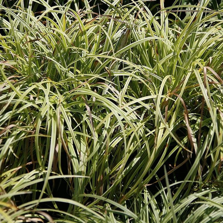 Silver Septre Sedge