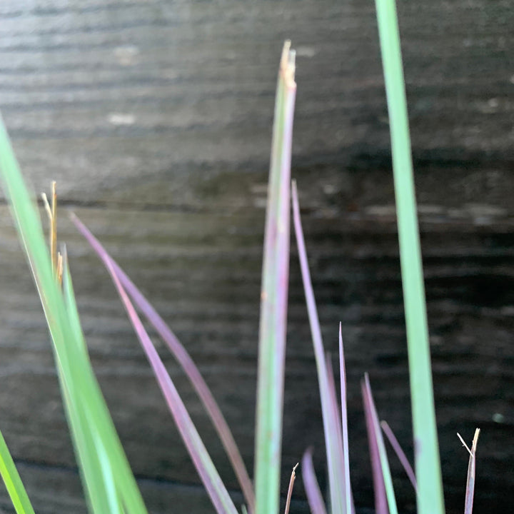 Standing Ovation Little Bluestem