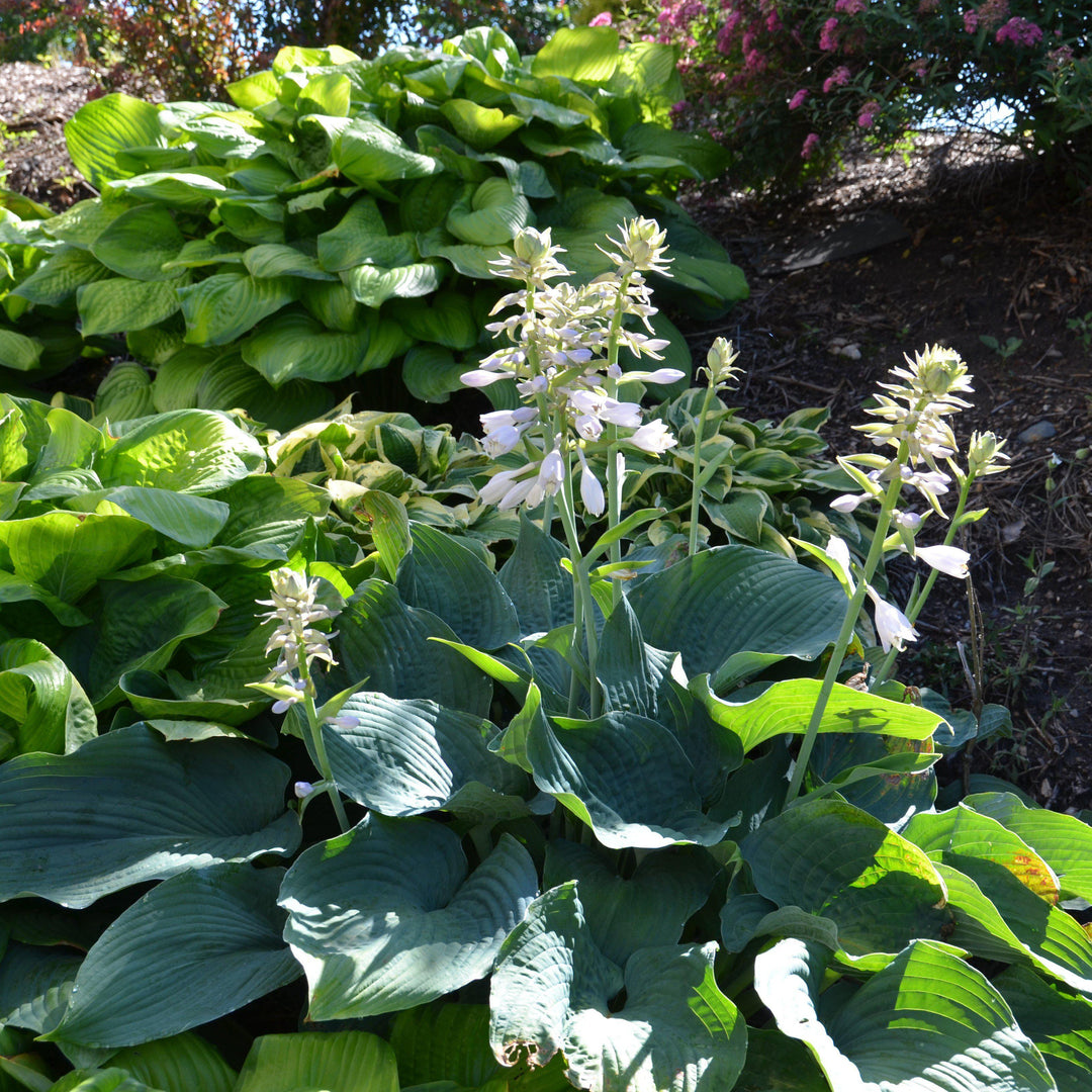Elegans Hosta