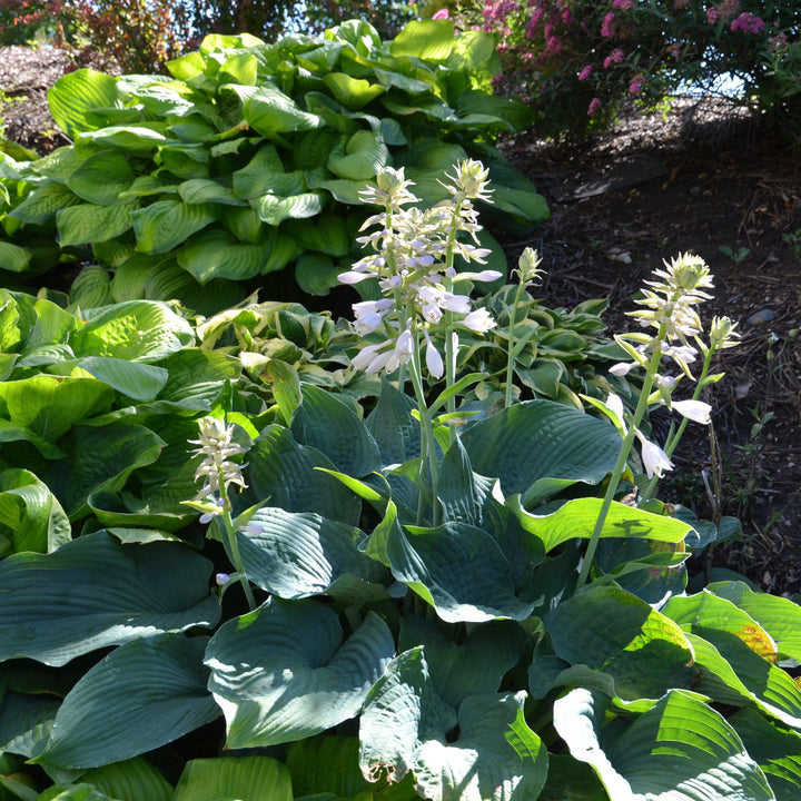 Elegans Hosta