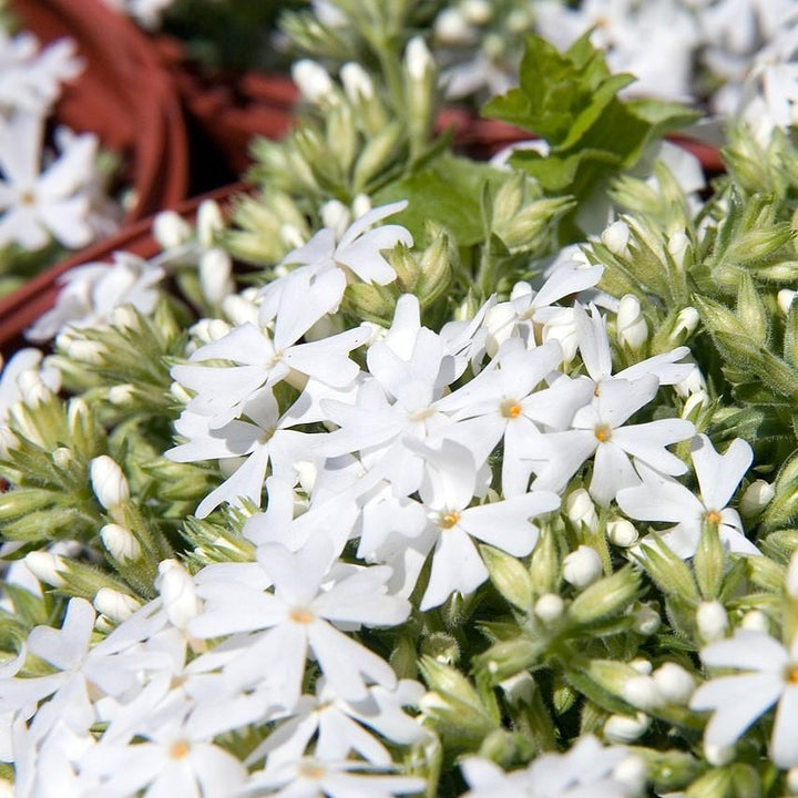 Snowflake Creeping Phlox