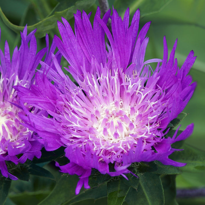 Honeysong Purple Stoke's Aster
