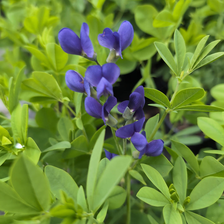 Blue False Indigo