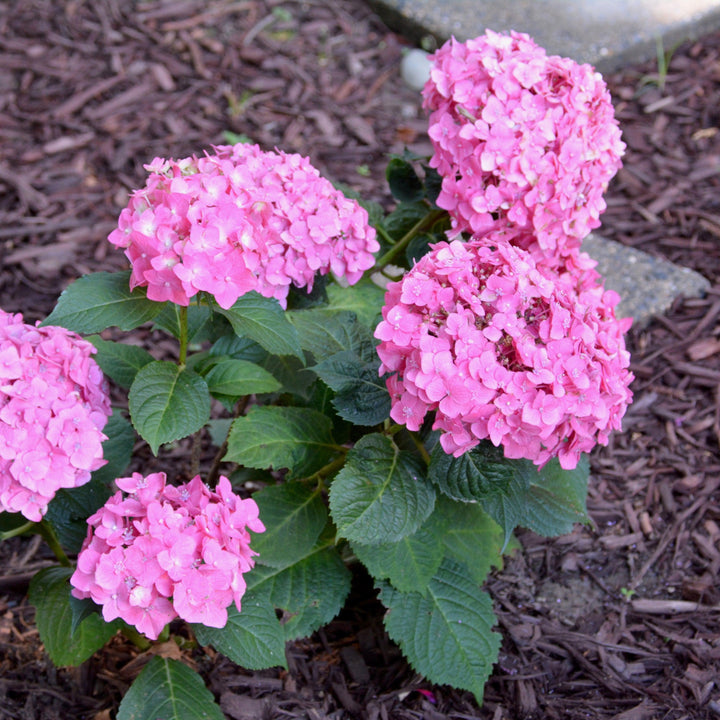 Endless Summer® Summer Crush® Hydrangea