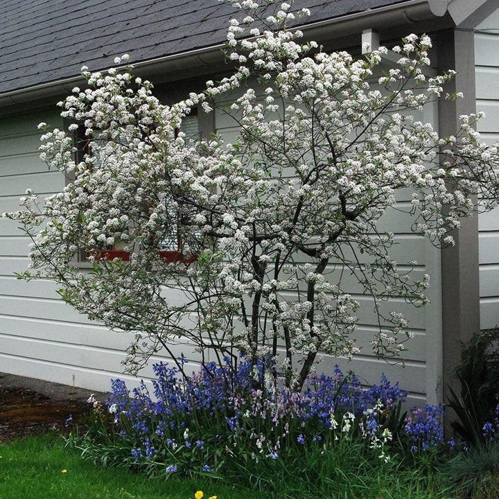 Brilliantissima Chokeberry