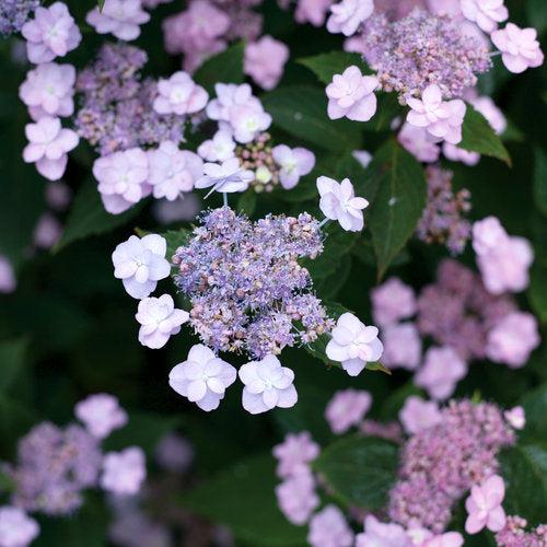 Tiny Tuff Stuff™ Hydrangea