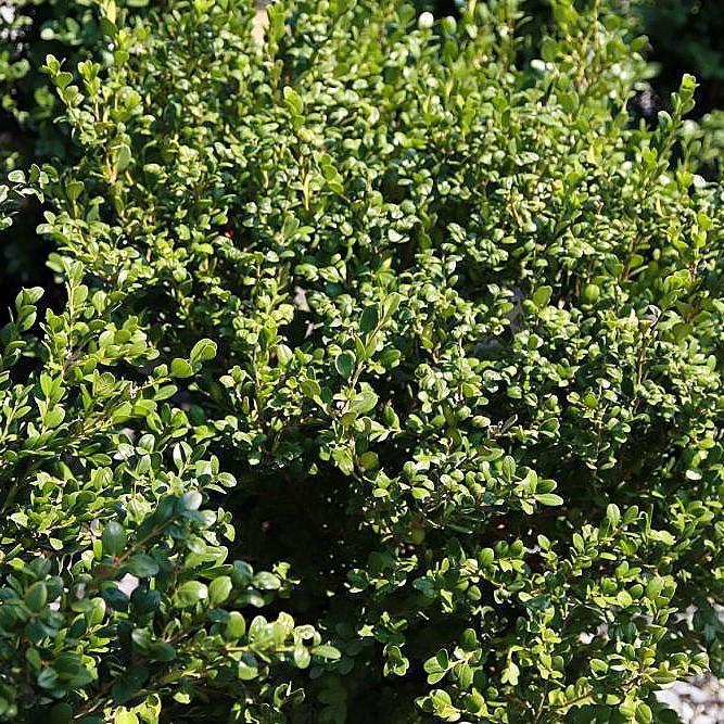 Winter Gem Boxwood