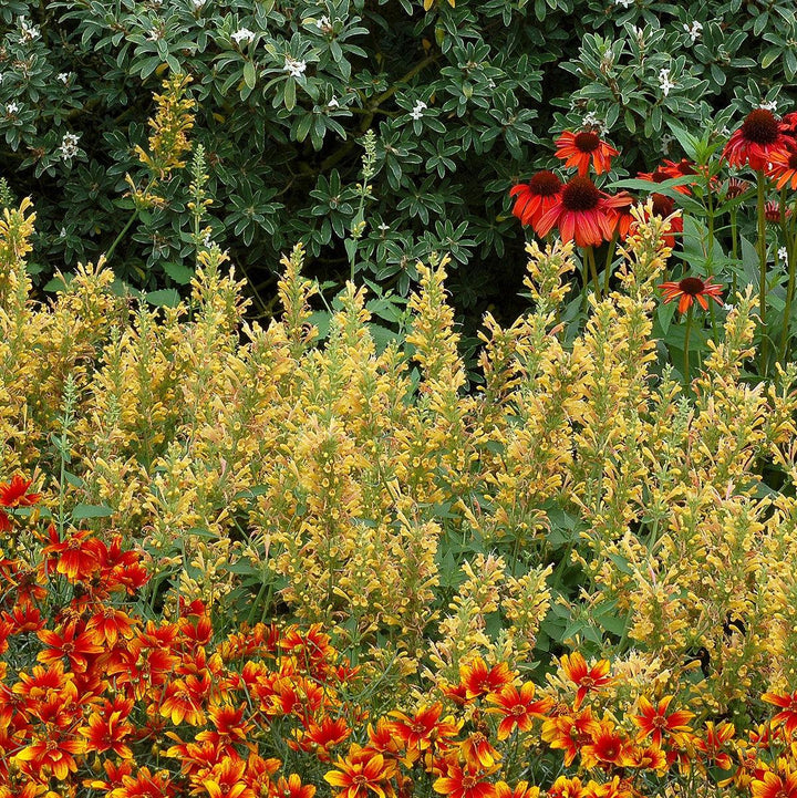 Kudos™ Yellow Hummingbird Mint, Hyssop