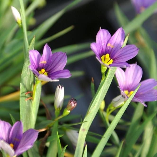 Lucerne Blue-Eyed Grass