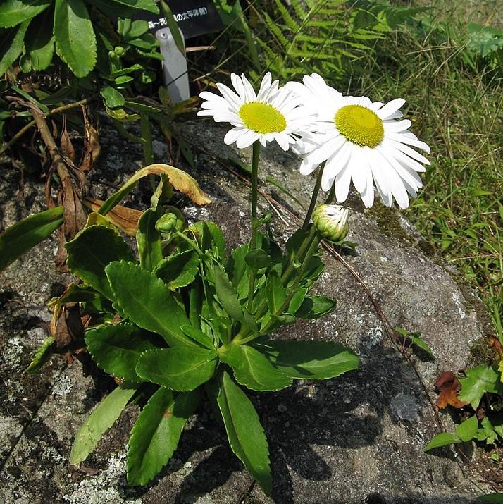 Nippon Daisy