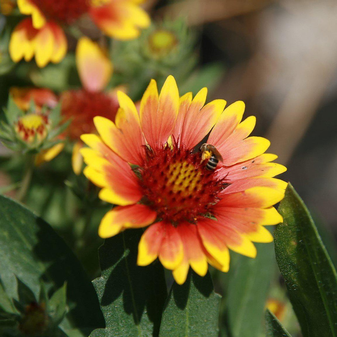 Arizona Sun Blanket Flower