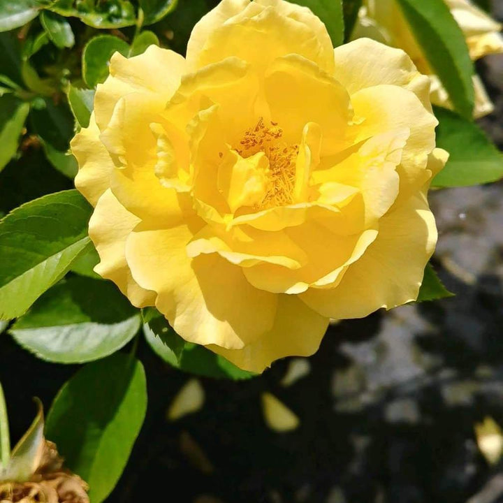 Julia Child™ Rose