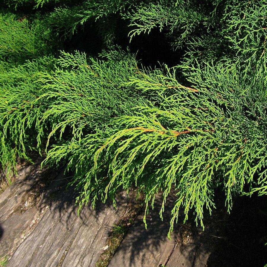 Siberian Cypress, Siberian Carpet Cypress