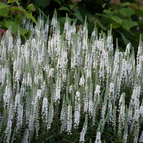 Magic Show® White Wands Speedwell
