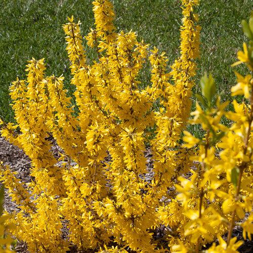 Show Off® Sugar Baby® Forsythia