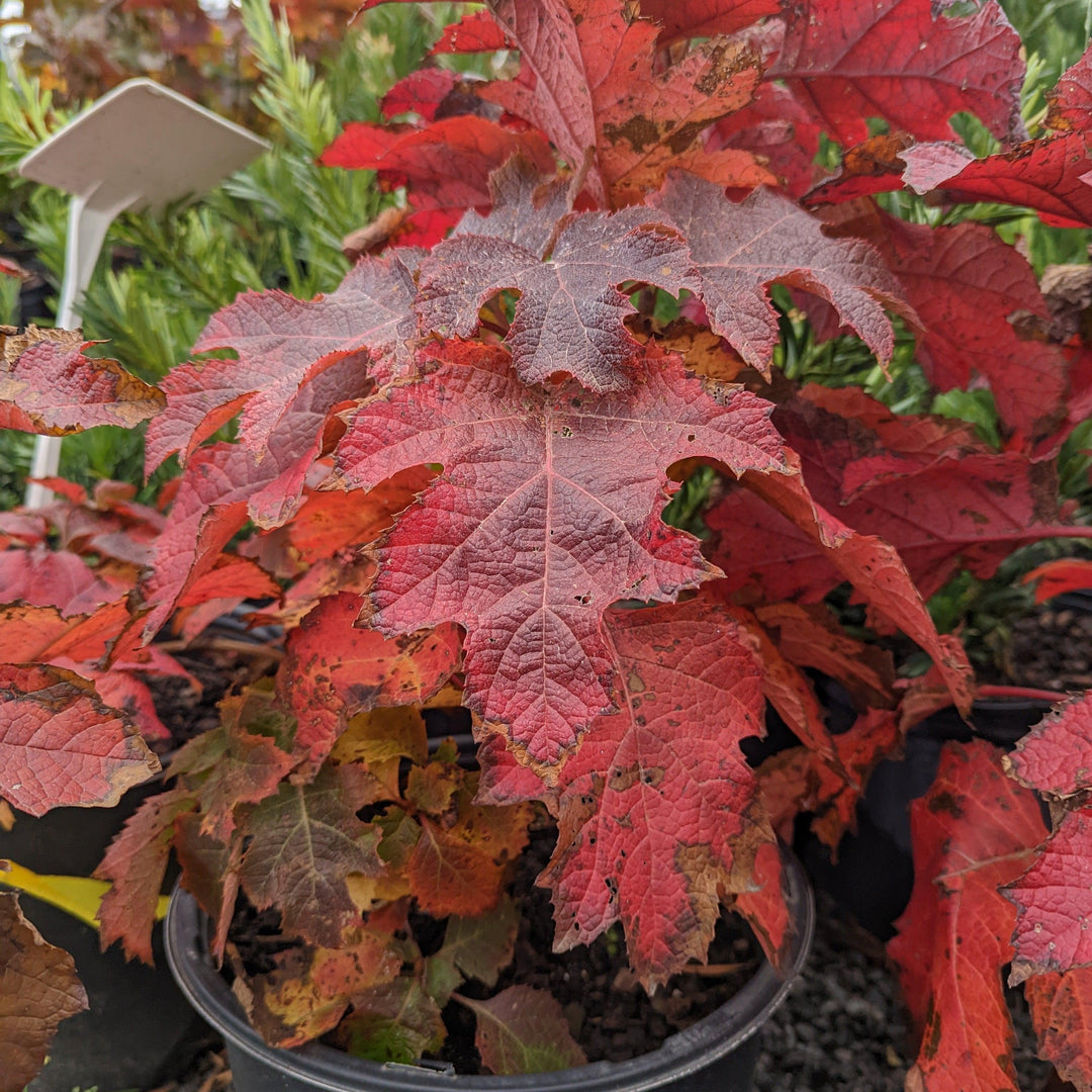 Ruby Slippers Oakleaf Hydrangea