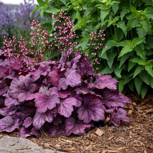 Primo® Wild Rose Heuchera