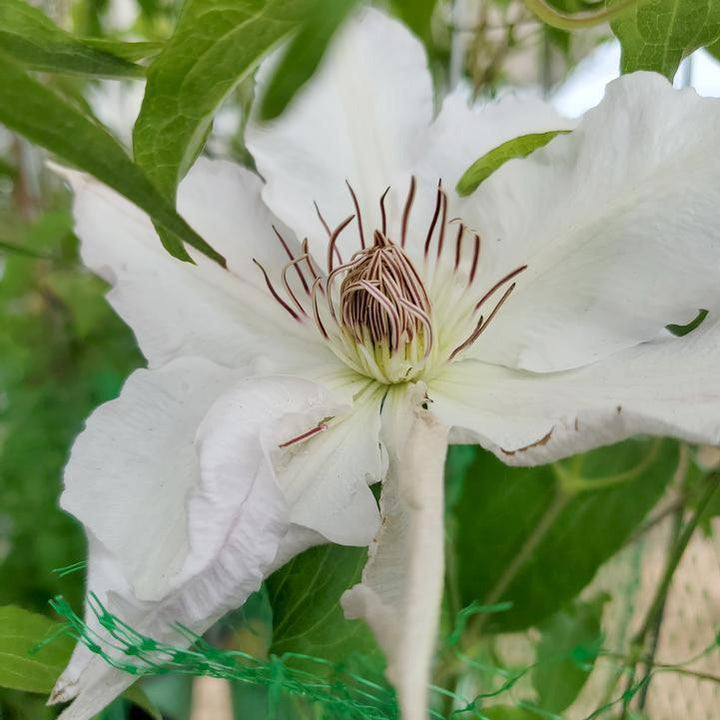 Clematis 'Evipo009'  - Hyde Hall™ Clematis
