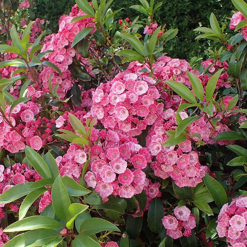 Sarah Mountain Laurel