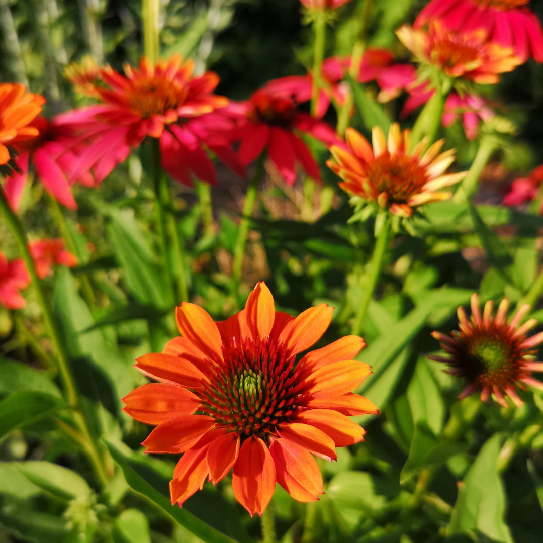 Cheyenne Spirit Echinacea, Coneflower