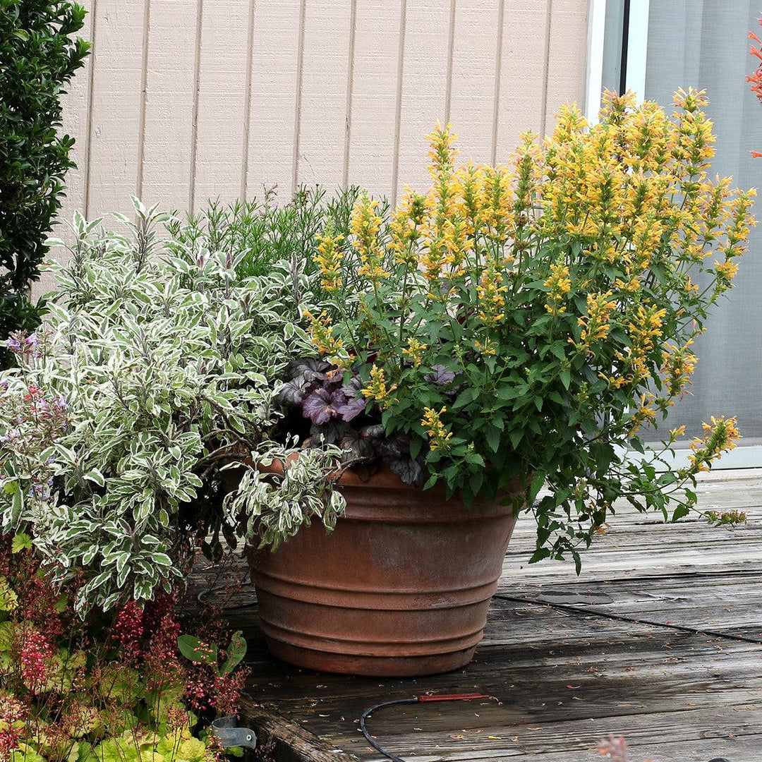 Kudos™ Yellow Hummingbird Mint, Hyssop