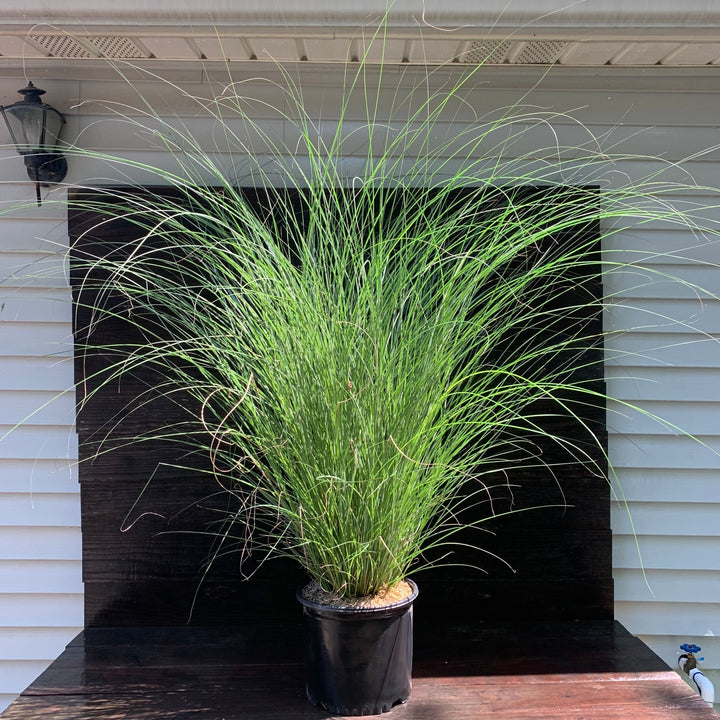 Miscanthus sinensis 'Gracillimus'  - Maiden Grass