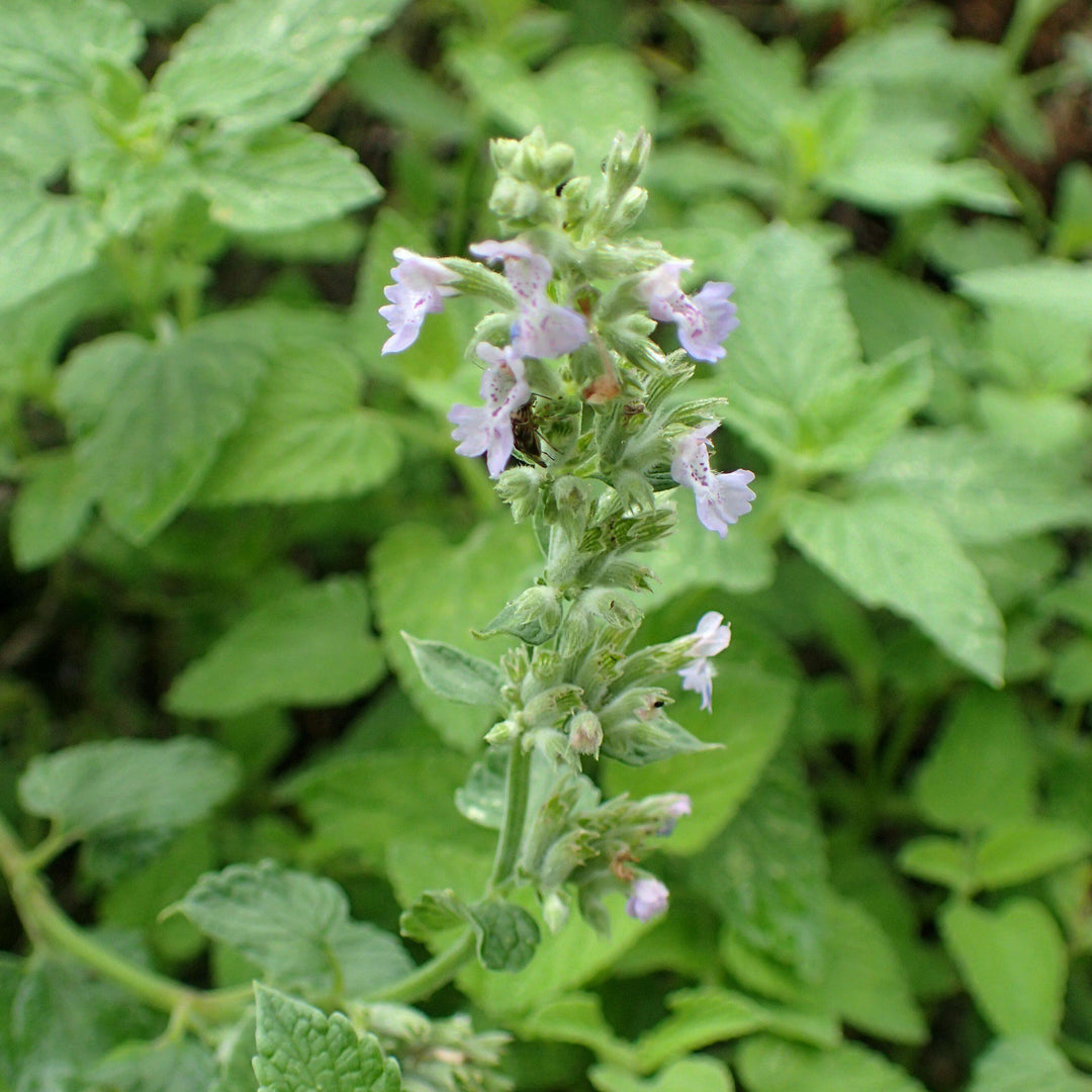 Blue Wonder Catmint