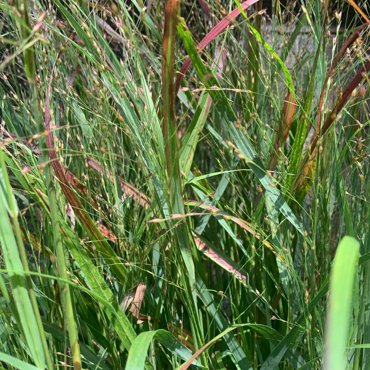 Shenandoah Switch Grass