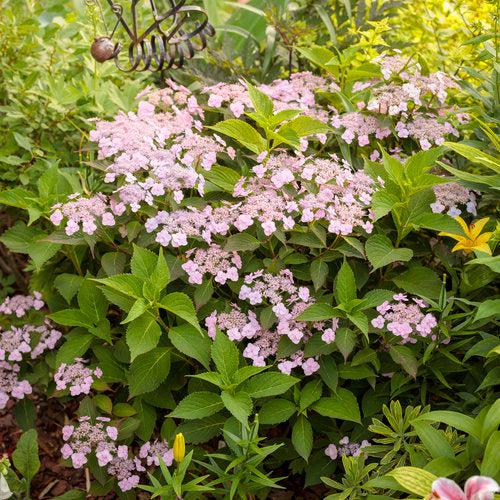 Tiny Tuff Stuff™ Hydrangea