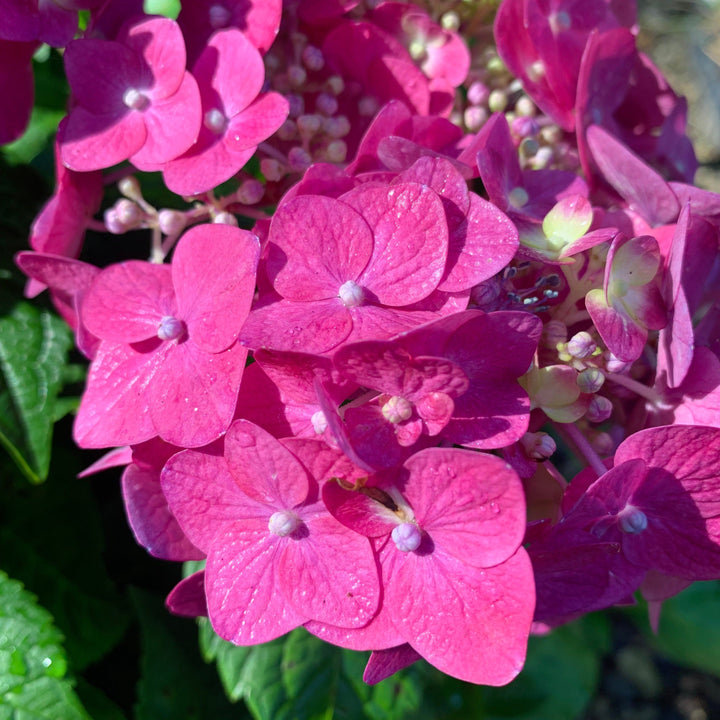 Endless Summer® Summer Crush® Hydrangea