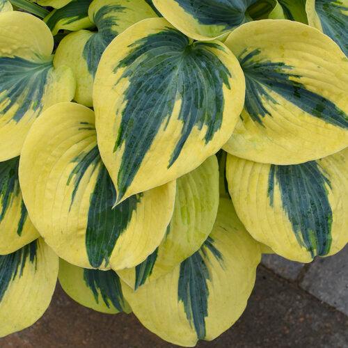 PW® Shadowland® Autumn Frost Hosta