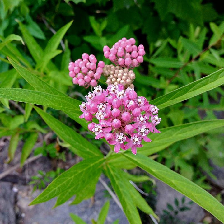Swamp Milkweed, Rose Milkweed