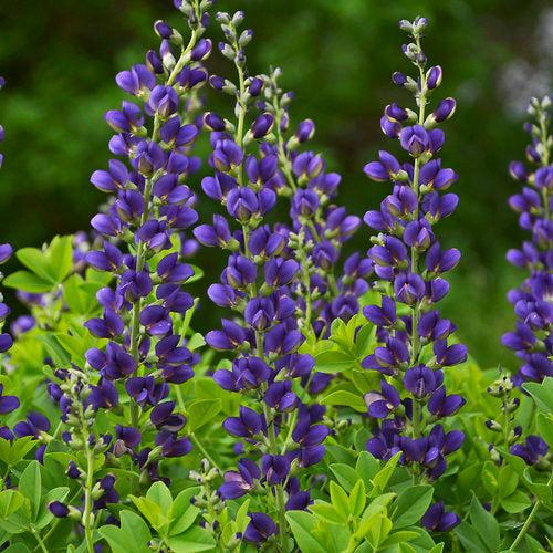 PW® Decadence® Sparkling Sapphires False Indigo
