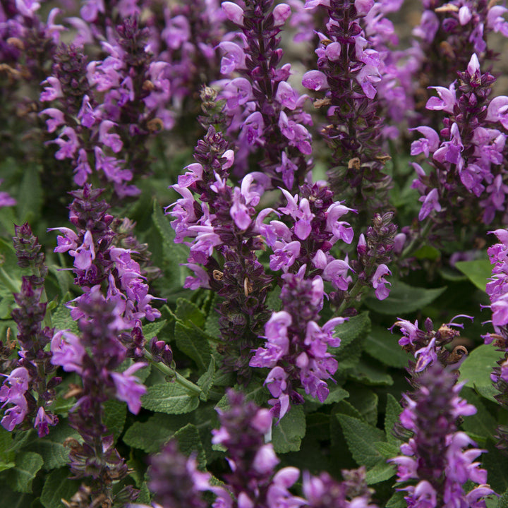 Rose Marvel Meadow Sage