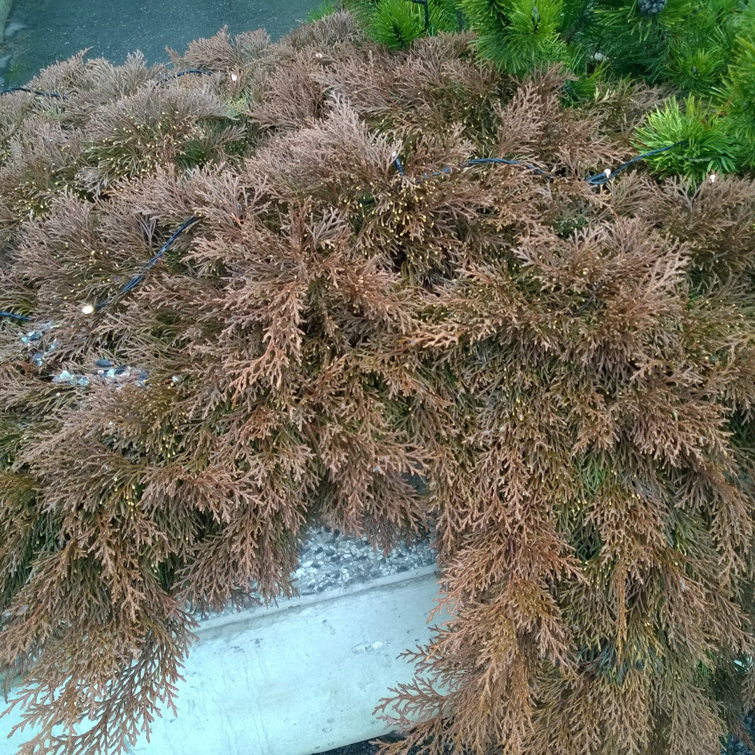 Siberian Cypress, Siberian Carpet Cypress