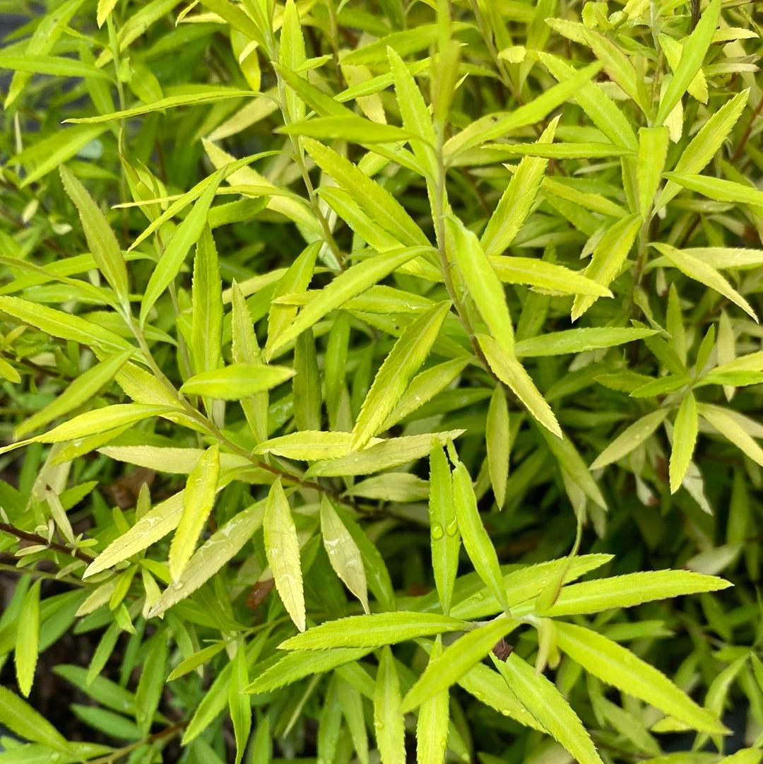 Gold Thread™ Spirea, Mellow Yellow Spiraea