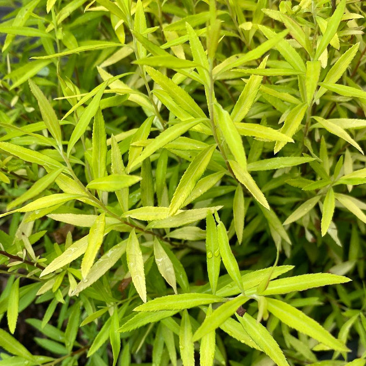 Gold Thread™ Spirea, Mellow Yellow Spiraea