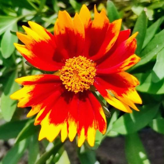 Coreopsis x 'Daybreak'  - Lil' Bang™ Daybreak Tickseed