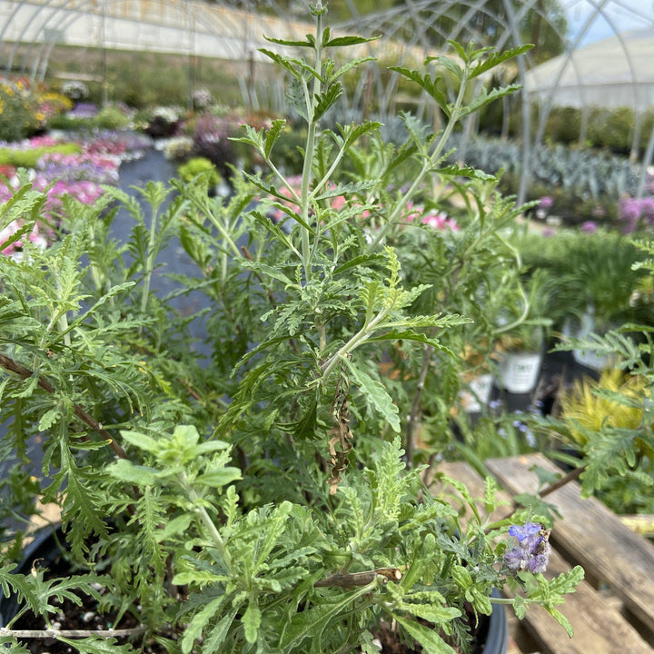 Denim 'N Lace Russian Sage