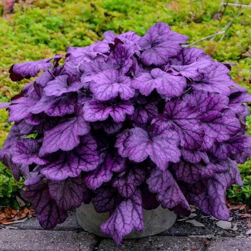 Primo® Wild Rose Heuchera