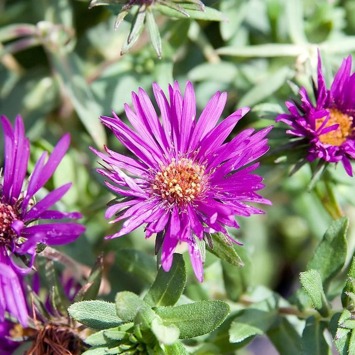 Purple Dome New England Aster