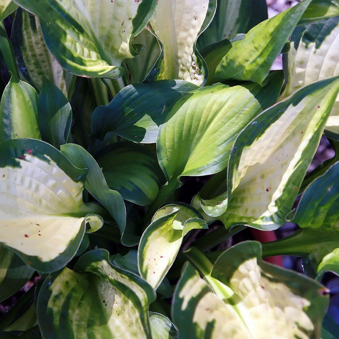 Paul's Glory Hosta
