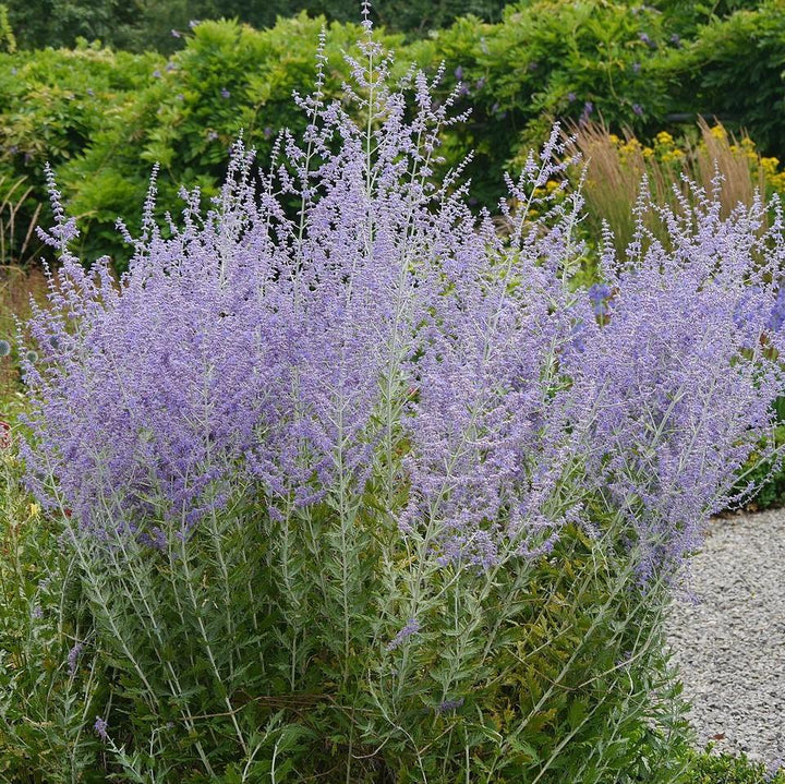 Russian Sage