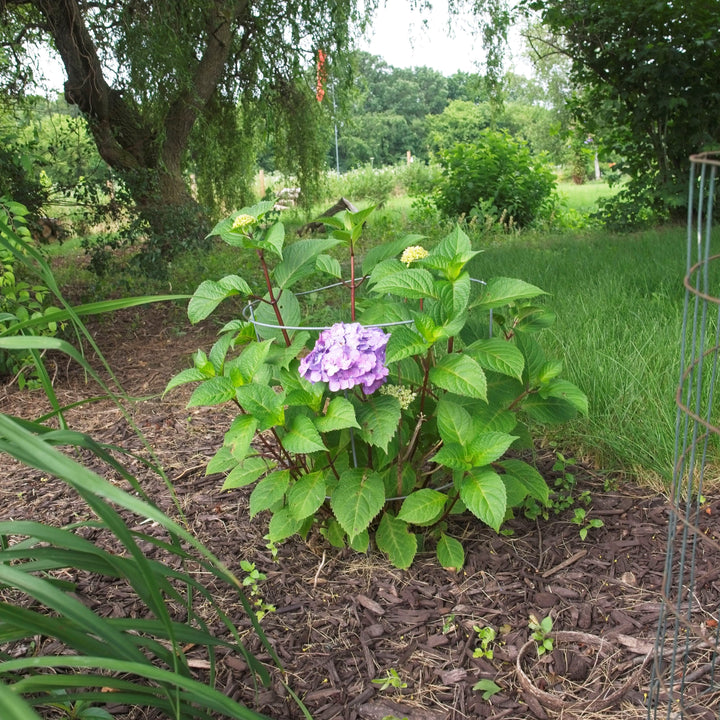 Endless Summer® Bloomstruck® Hydrangea