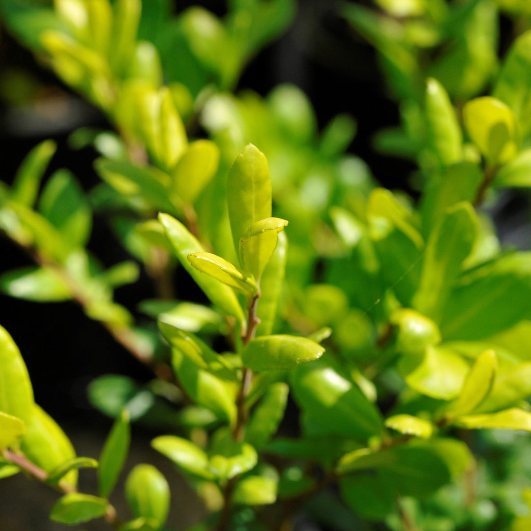 Ilex crenata 'Drops of Gold'  - Drops of Gold Japanese Holly
