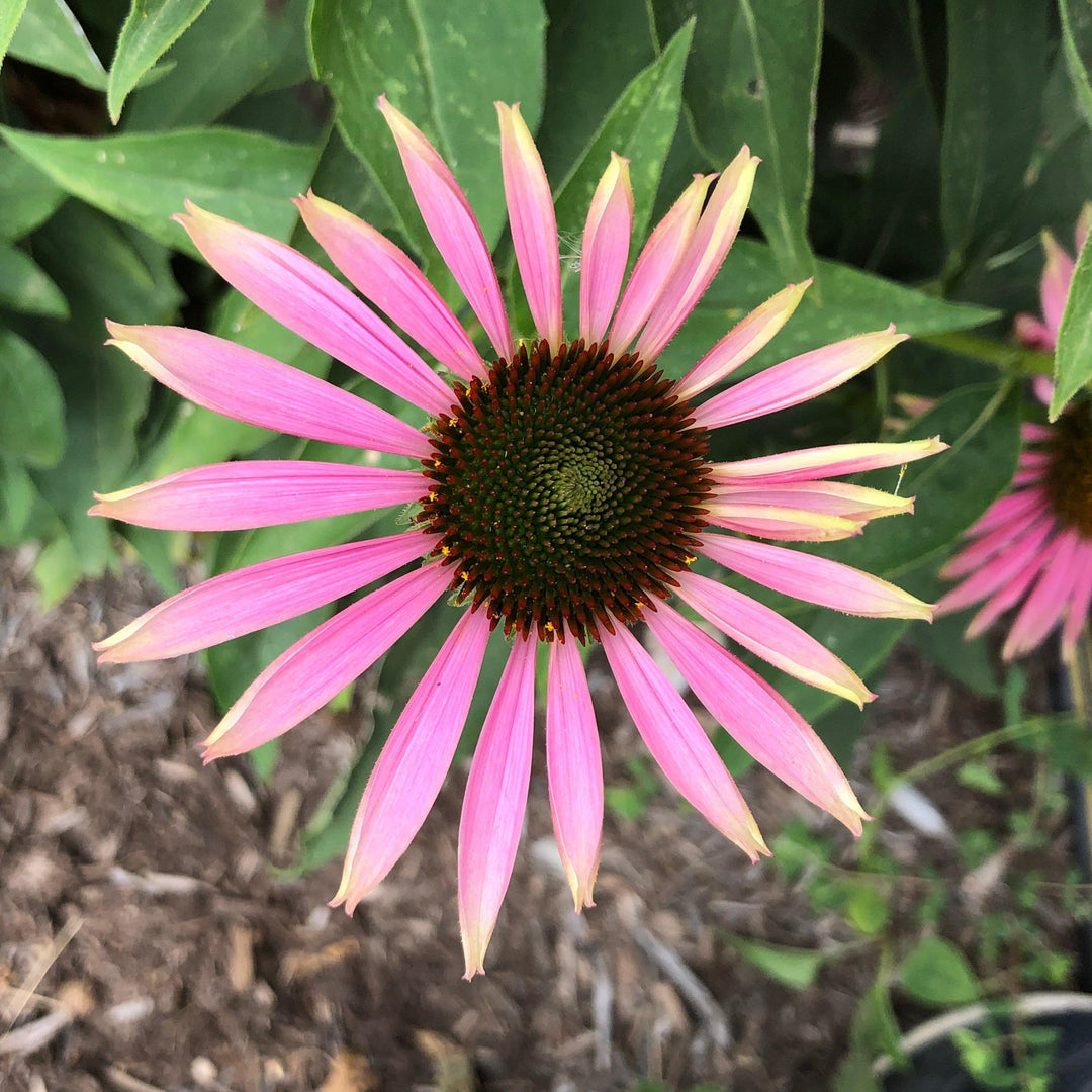 Green Twister Echinacea, Coneflower