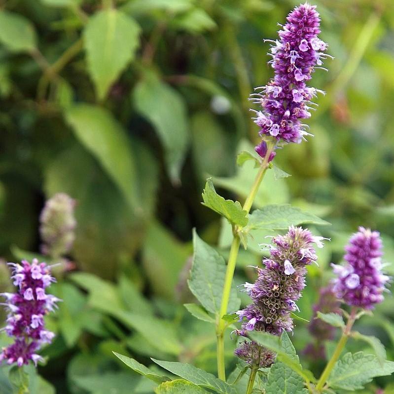 Blue Fortune Giant Hyssop