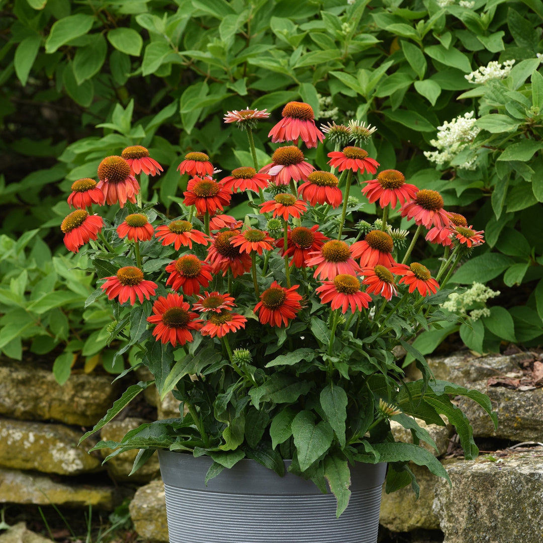 Echinacea 'PAS1257973'  - Artisan™ Red Ombre Coneflower
